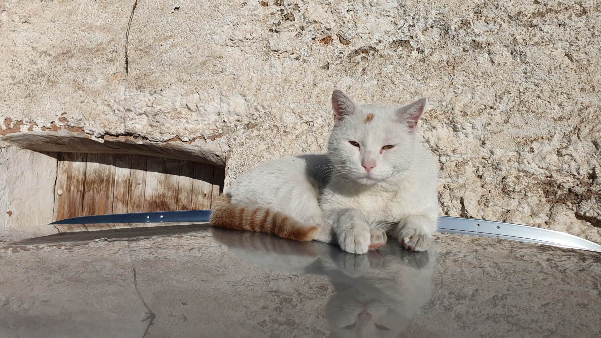 Gato sobre tejado de coche 3