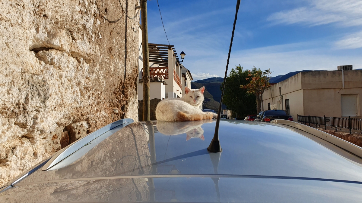 Gato sobre tejado de coche 4