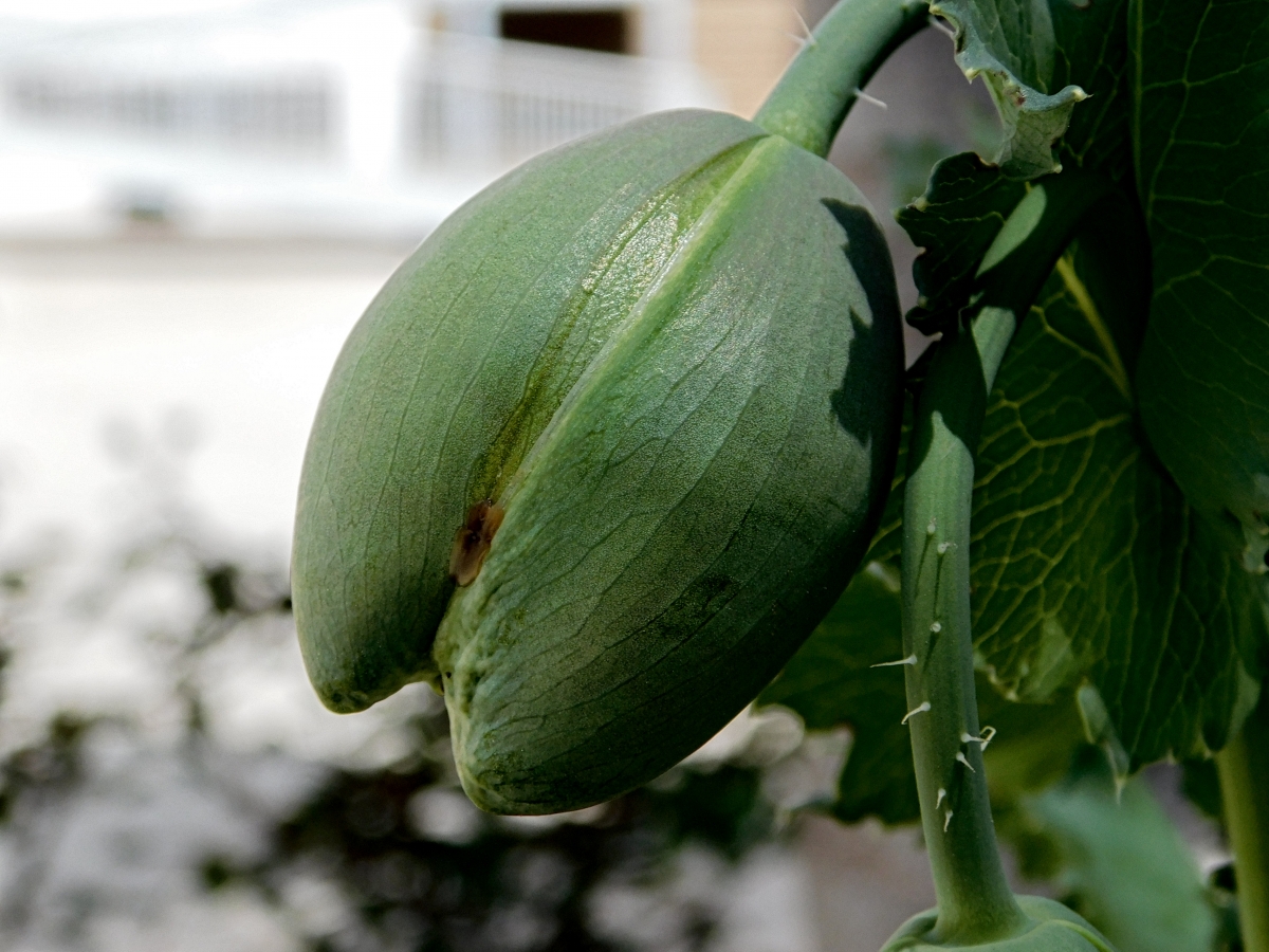 De aqu sale la maravilla, despus les muestro la flor