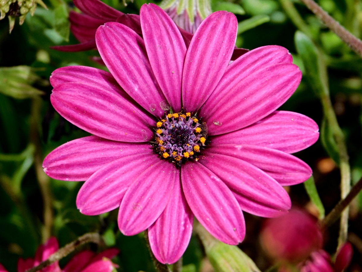 Este es el tiempo de las flores y hay que aprovecharlas al mximo ya que su tiempo es corto