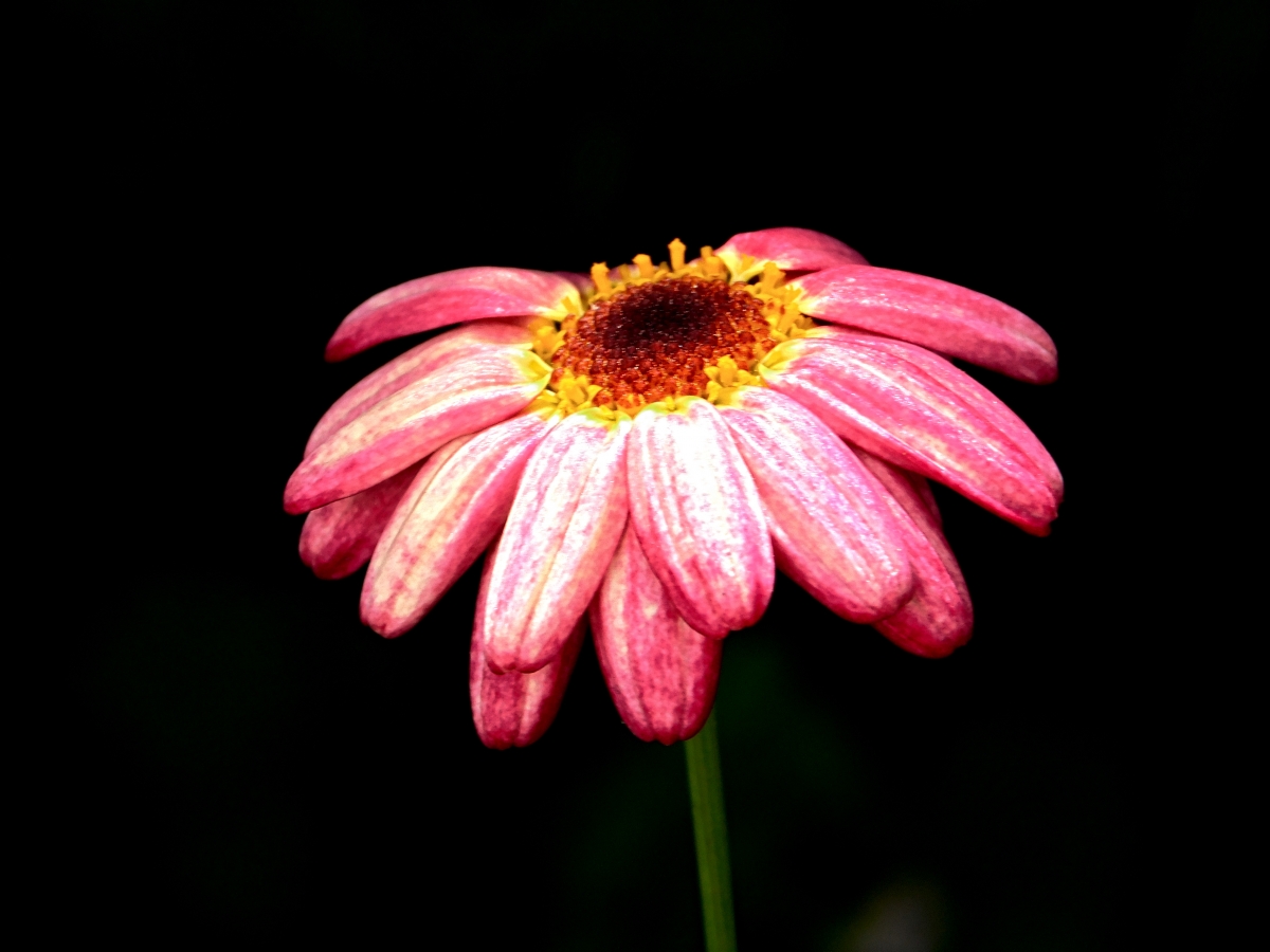 Un paraguas hecho flor, que ternura jajajjajja