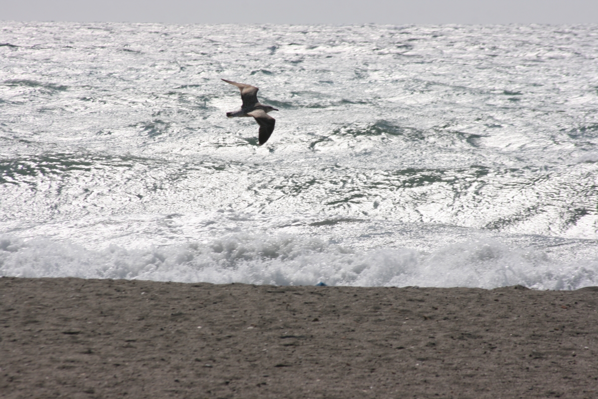 Viento de Poniente ...gaviota le vence