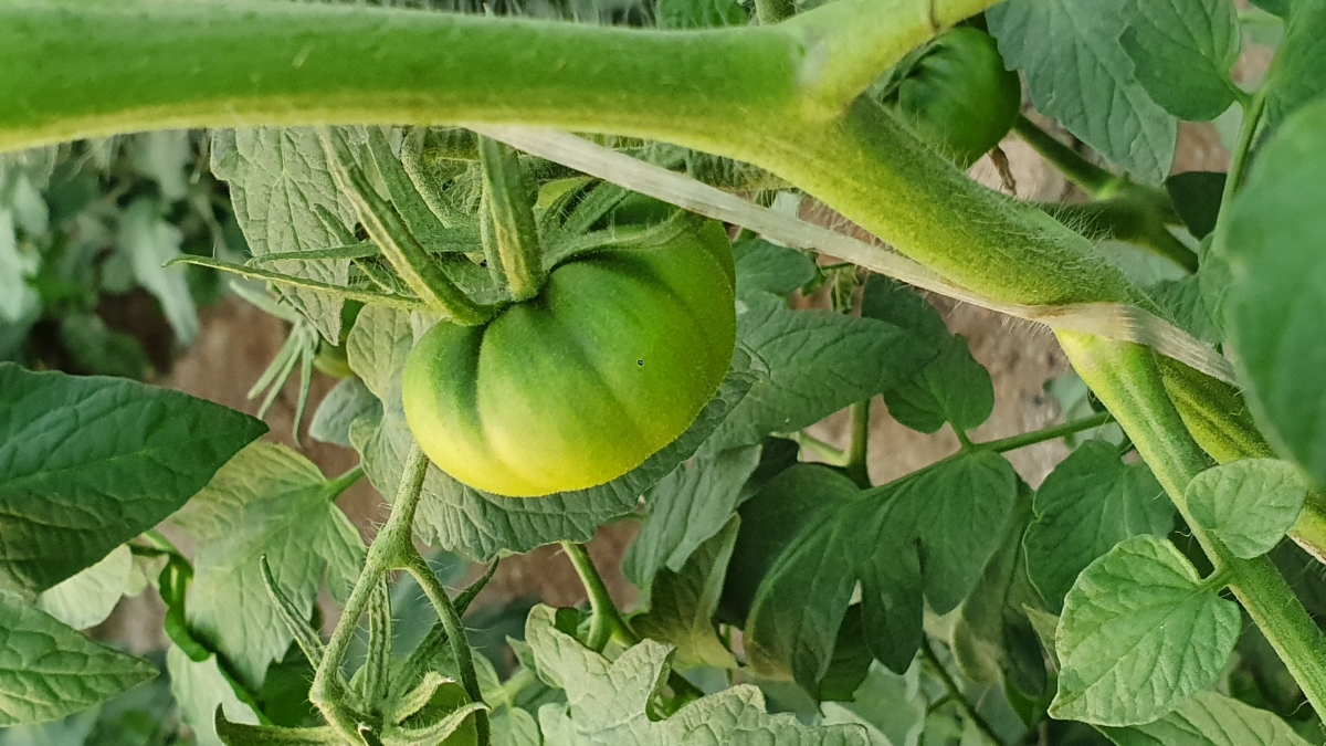 Tomate pata negra Delizia