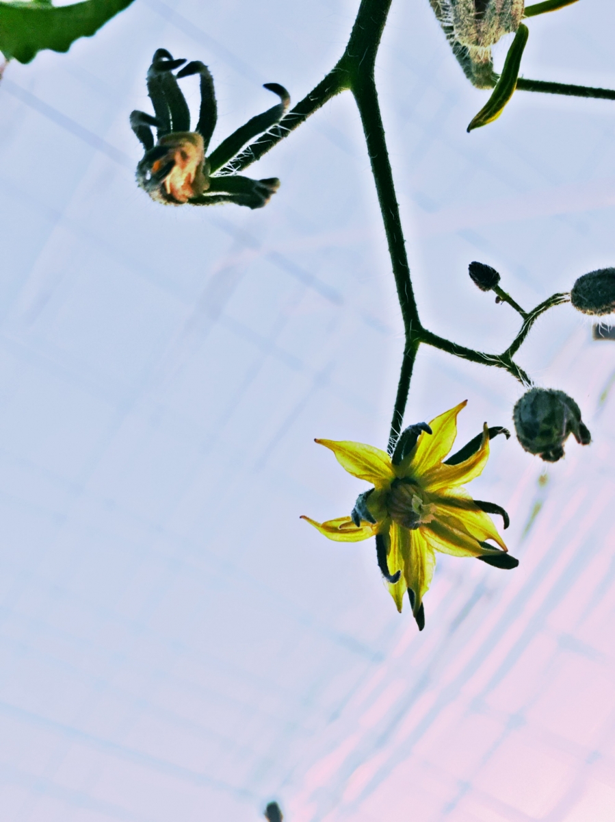 Flor de tomate Delizia Fecundada