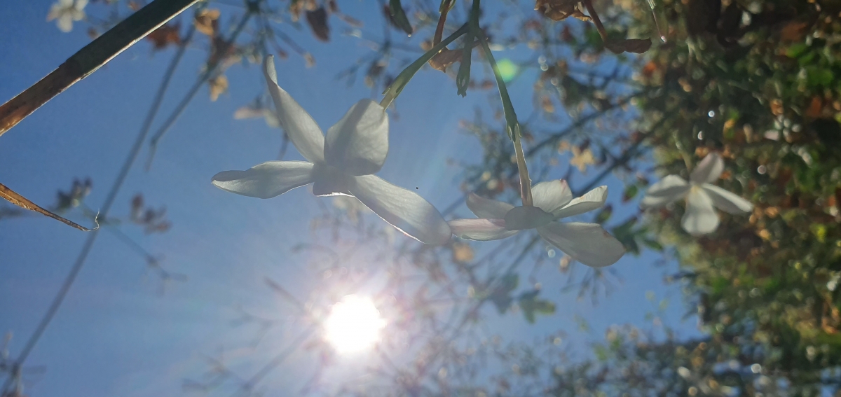 Flor y sol