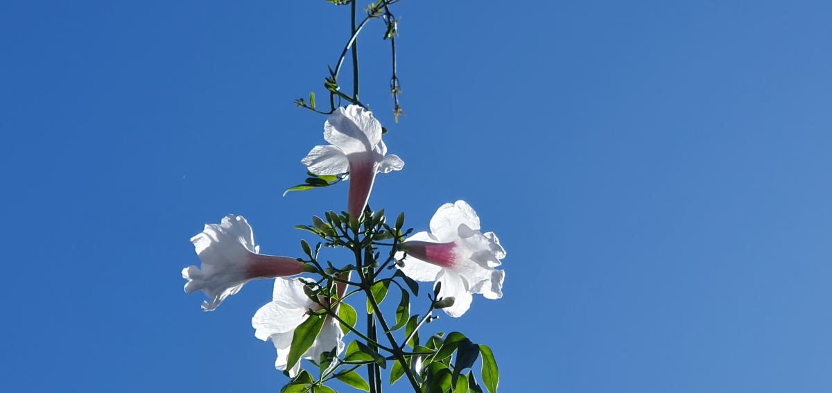 Flor y sol 1