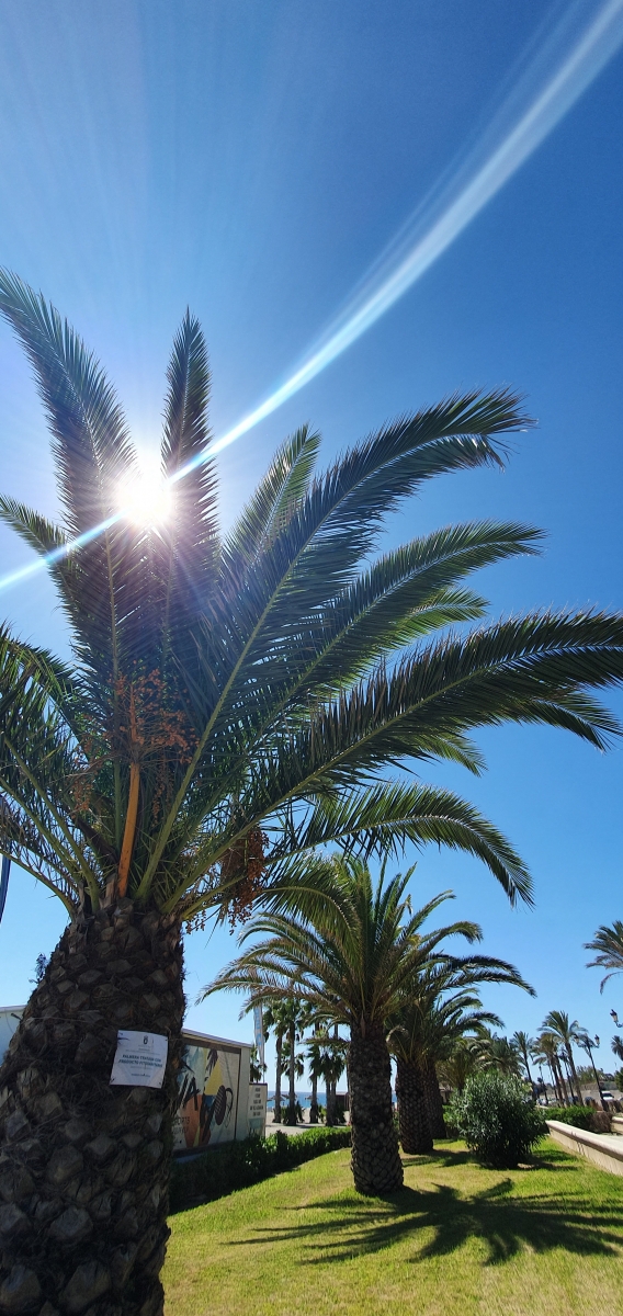 PALMERA Y SOL