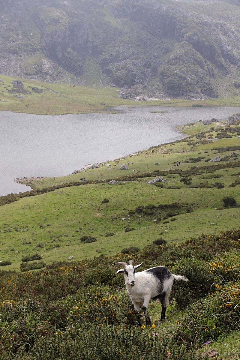 Paisajes bucolicos de covadonga