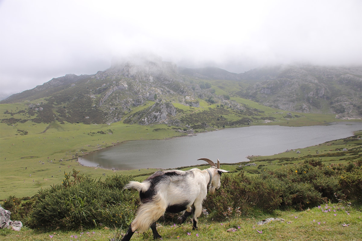 Paisajes Covadonga