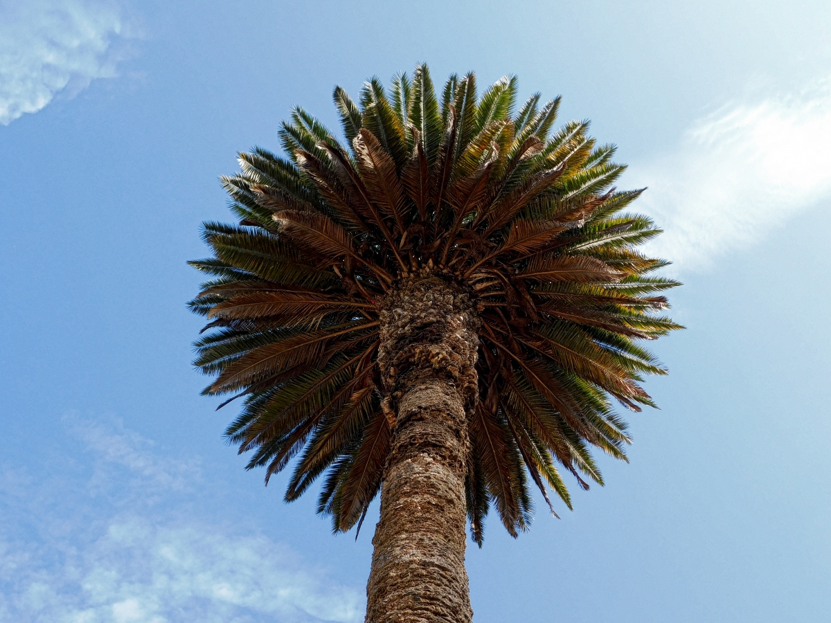 Esta palmera esta vista de abajo, quise ver como saldra