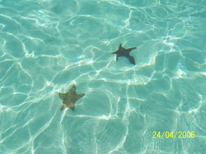 estrellas de mar-punta cana