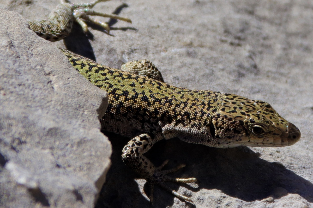 Lagartija asturiana