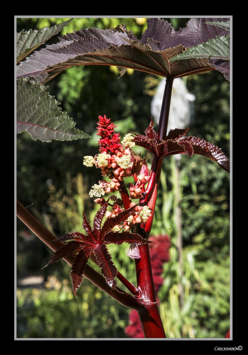 LA PLANTA DEL RICINO, PRESUMIDA Y EMPERIFOLLADA