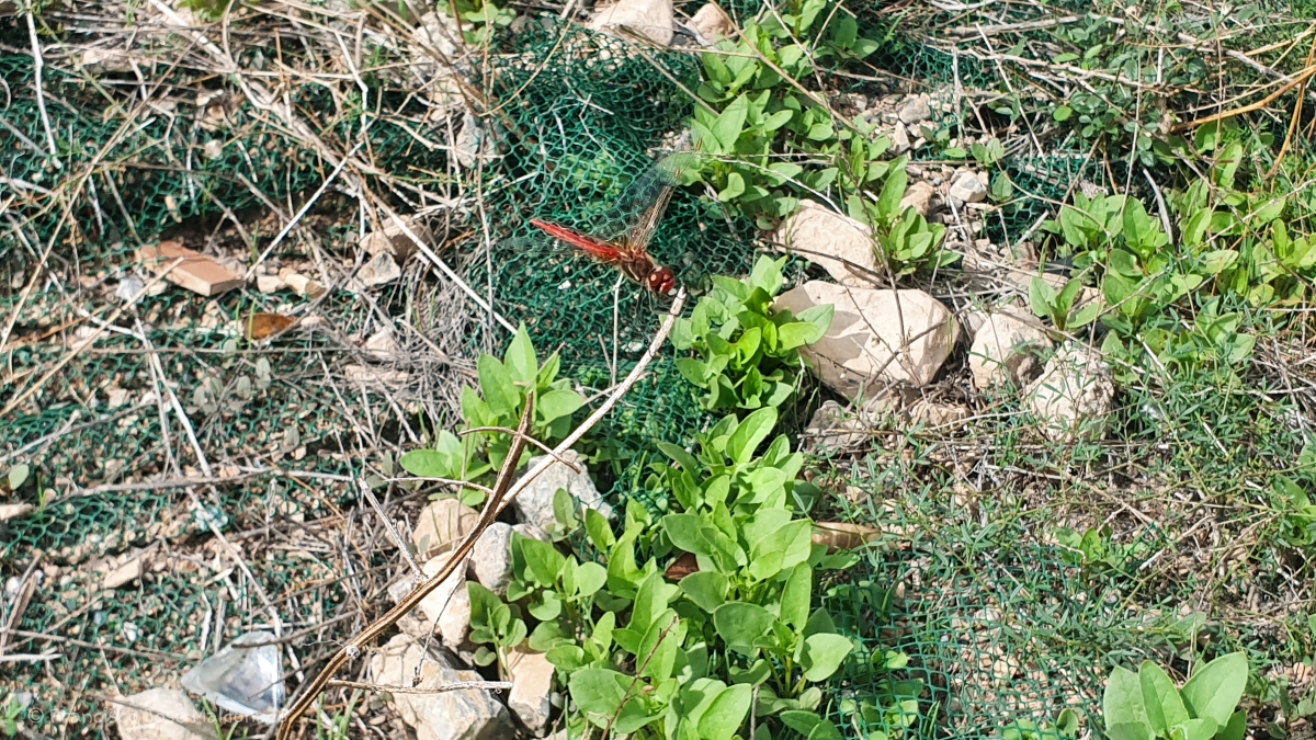 Libelula Roja