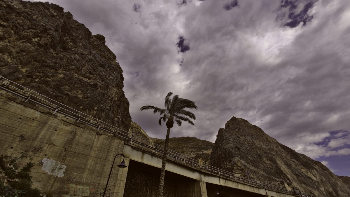 Palmera en Zona de Pesca