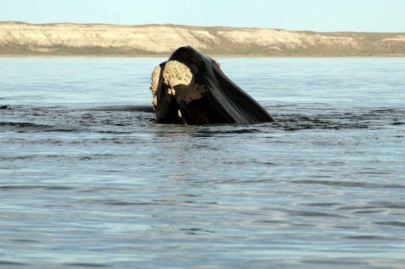 Ballena Franca Austral-1-