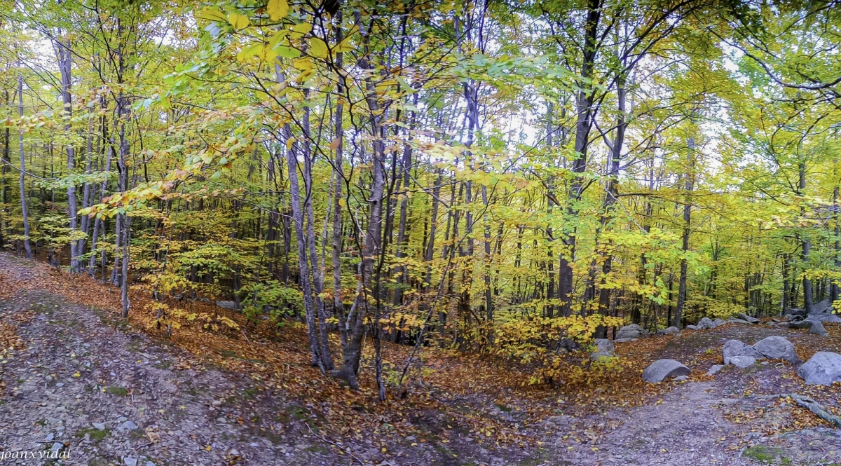 TARDOR AL MONTSENY