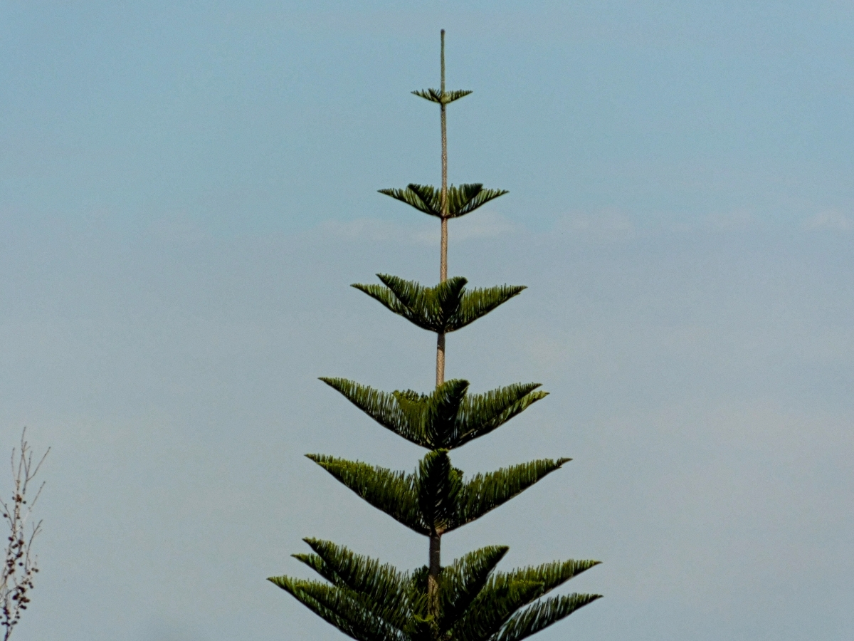 Ya me estoy preparando para la navidad, el pino ya esta, por lo menos en foto jajjajajjajjaja