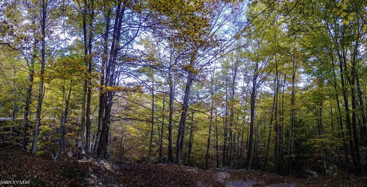 FAGEDA DE TARDOR