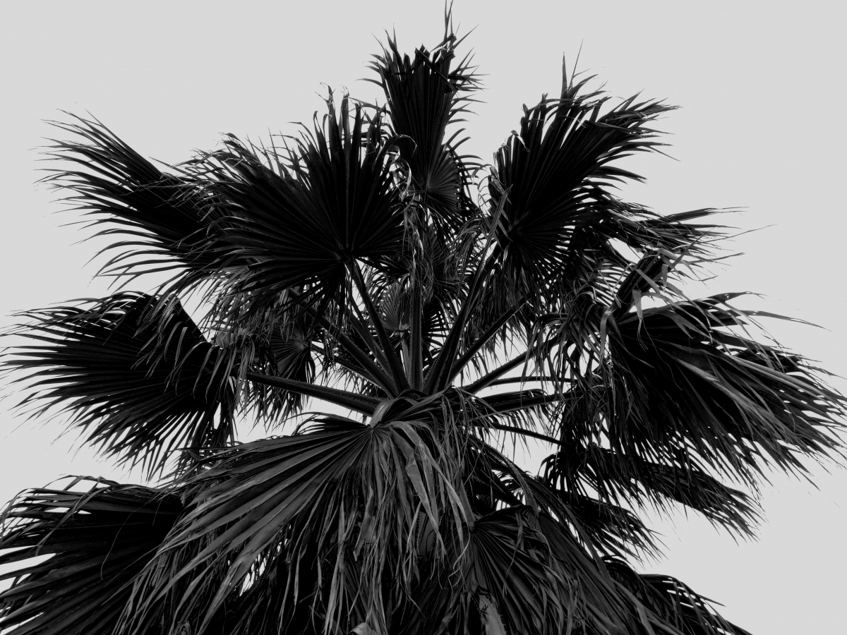 En blanco y negro les presento la palmera jajjajja