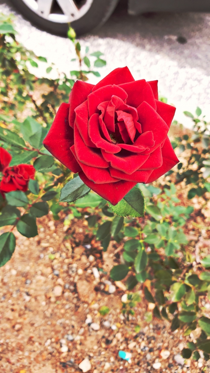 La rosa es roja...bellamente roja