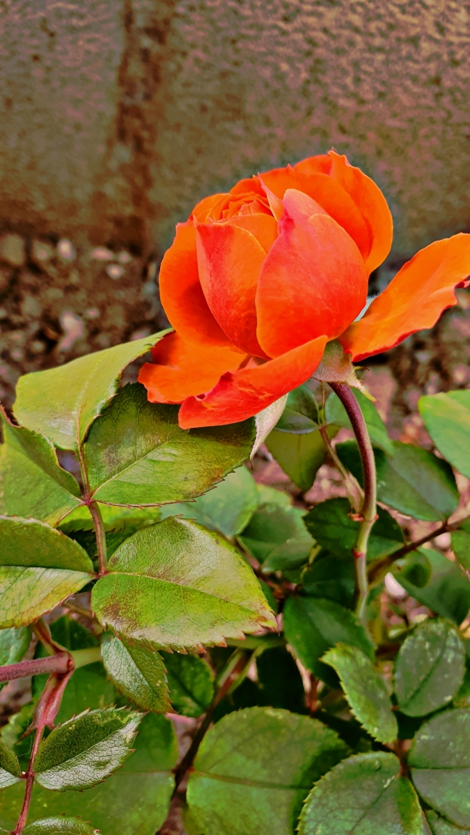 La rosa es naranja...de belleza franca