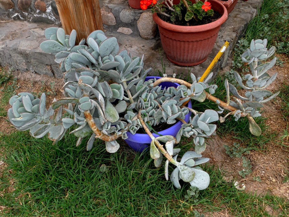 Otra variedad de la familia de los cactus