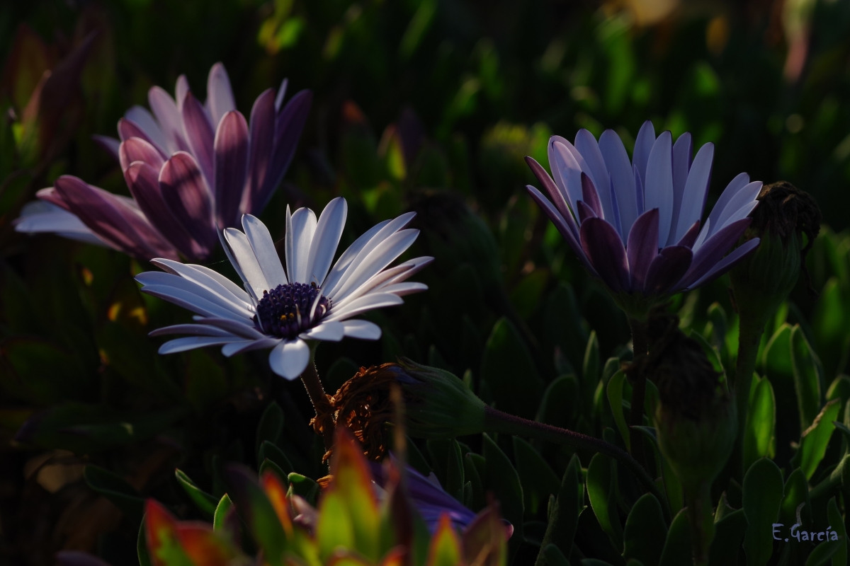 Trio floral