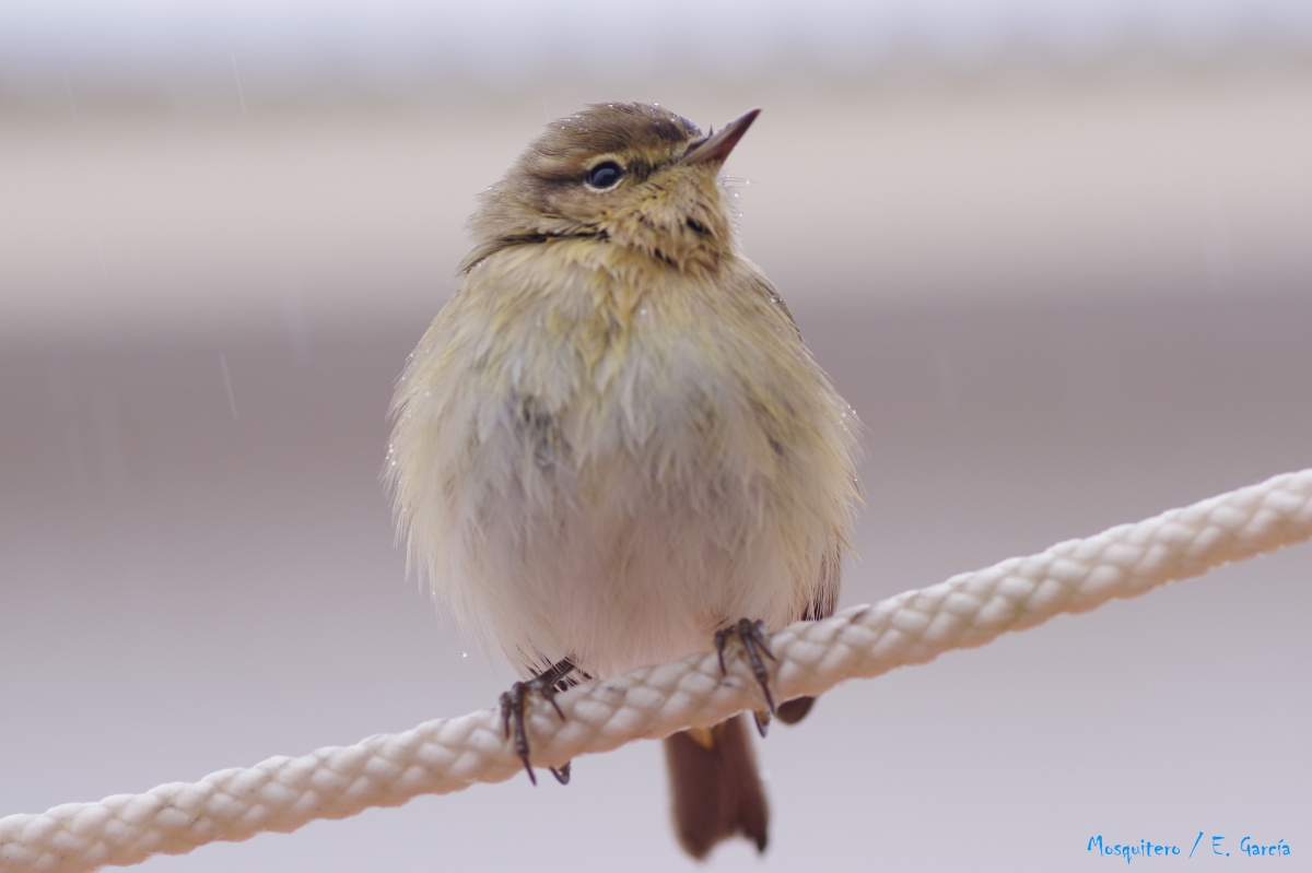 Pjaro Mosquitero