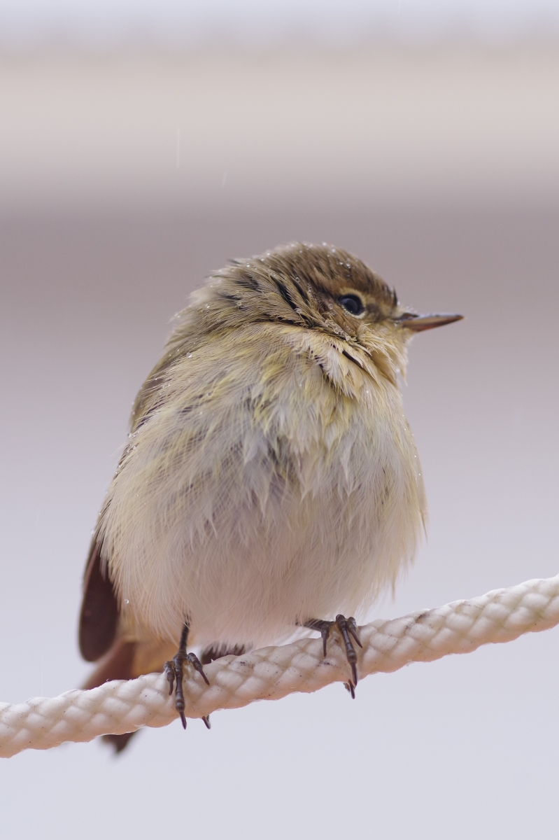 Pjaro Mosquitero II