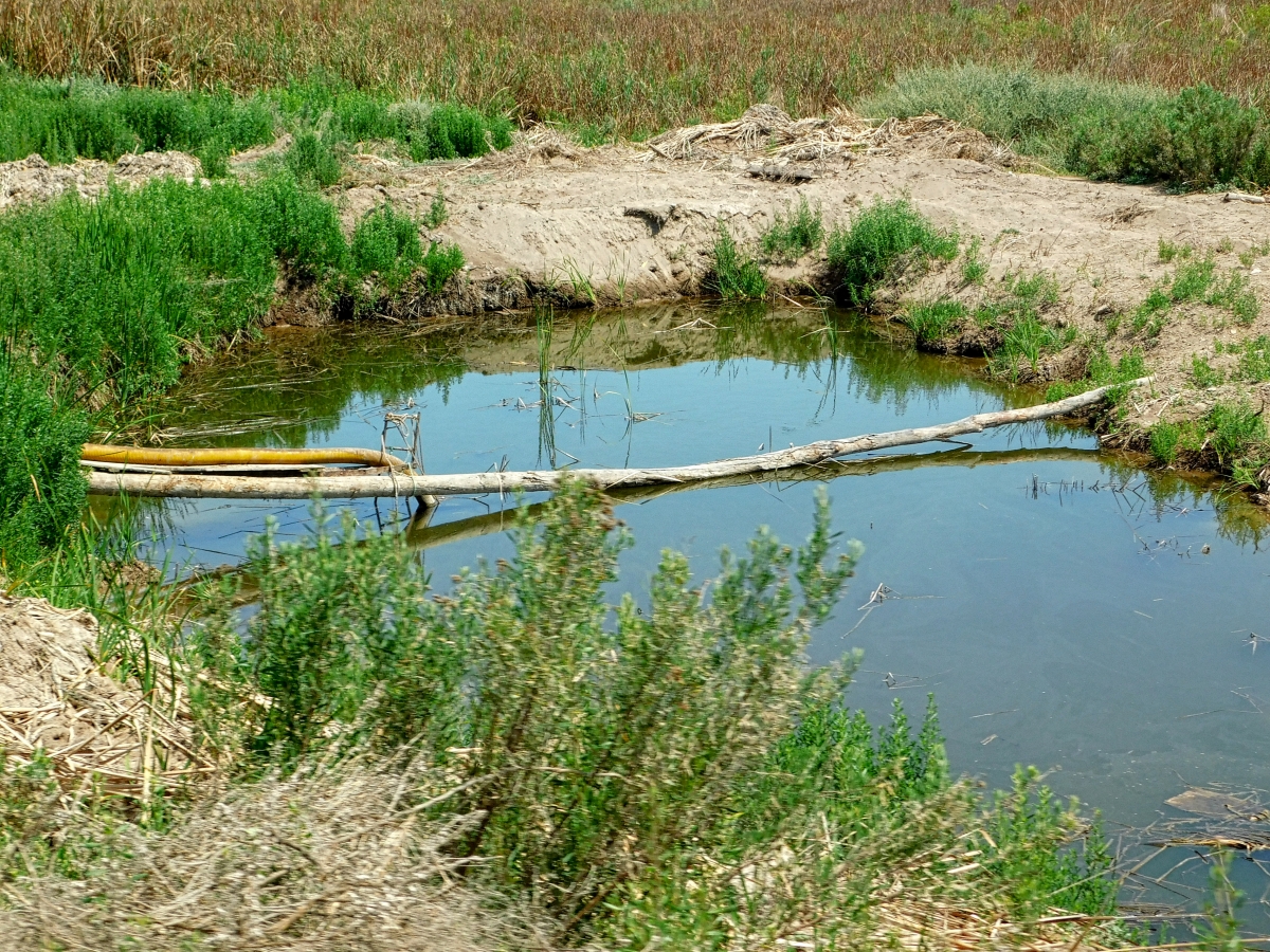 Este puente no es para humanos, es para las hormigas que pasen en seco de un lado al otro jajjajajja