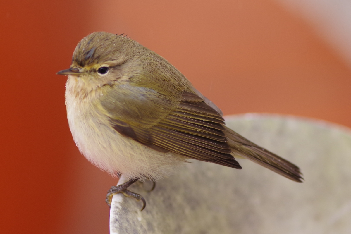 Pjaro Mosquitero III