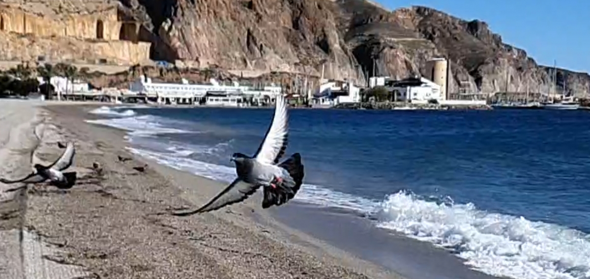 La paloma remonta el vuelo sobre un mar de agua y viento