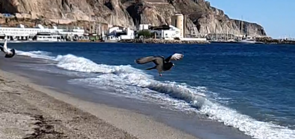 La paloma remonta el vuelo sobre un mar de agua y viento 2