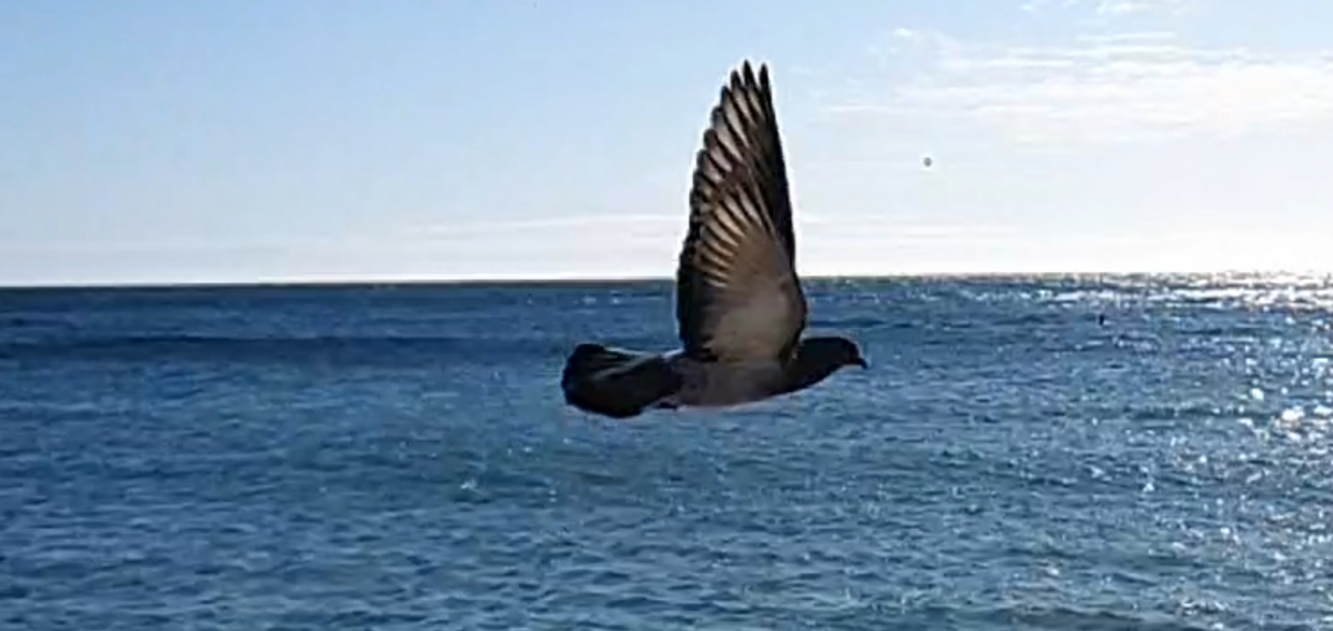 La paloma remonta el vuelo sobre un mar de agua y viento 3