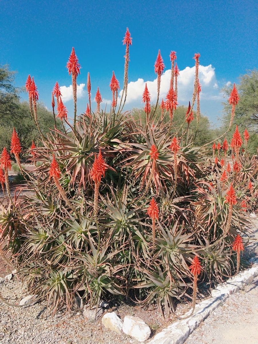 Aloe candelabro 