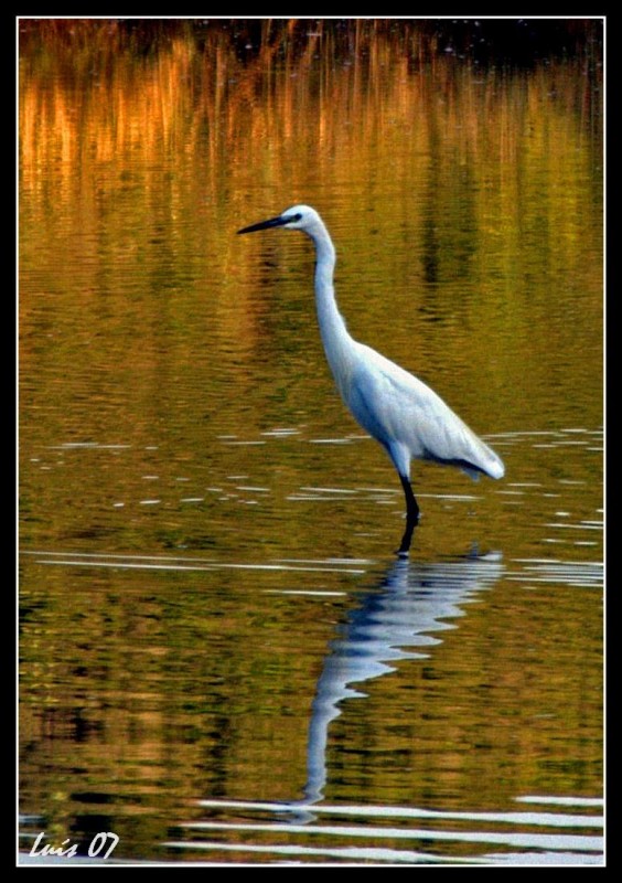 Egretta Garcetta