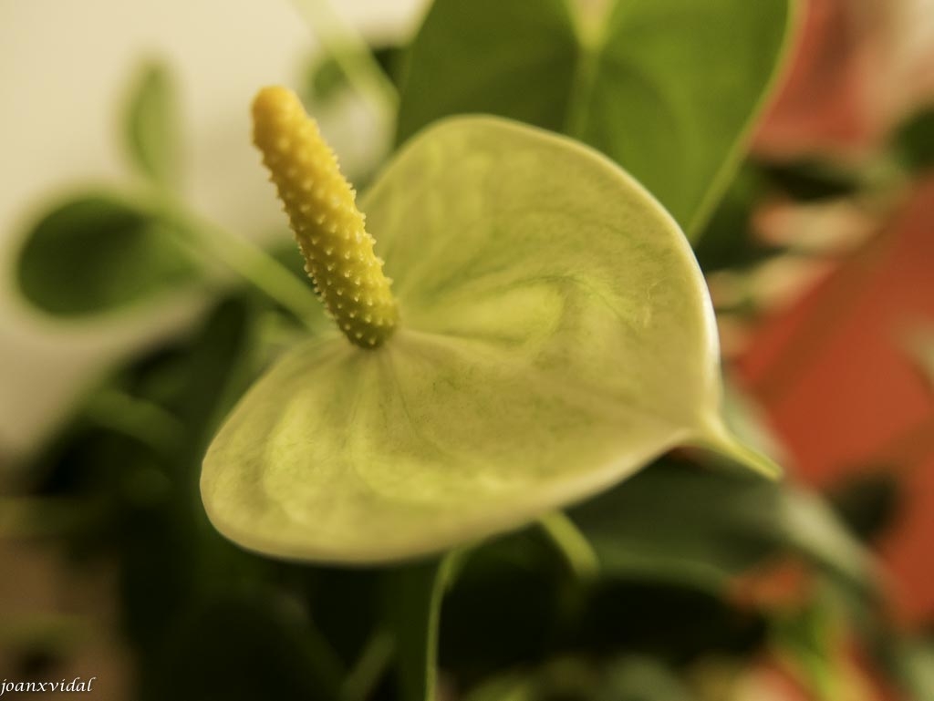 ANTHURIUM GROC