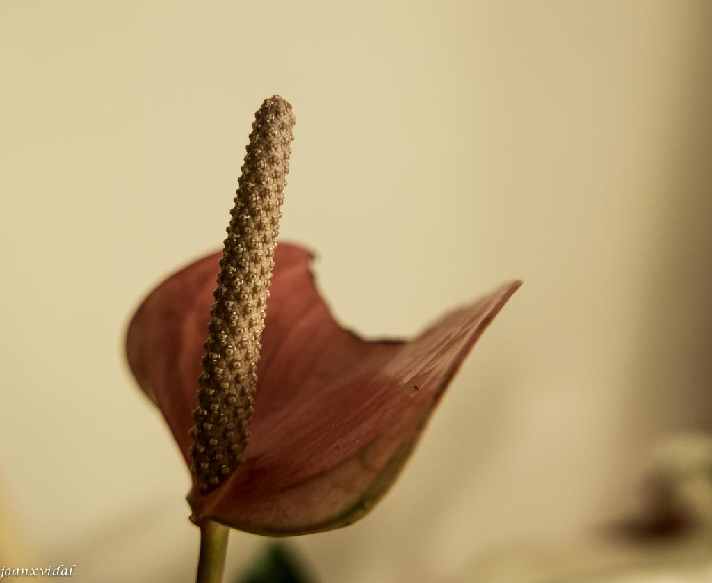 ANTHURIUM ROSAT