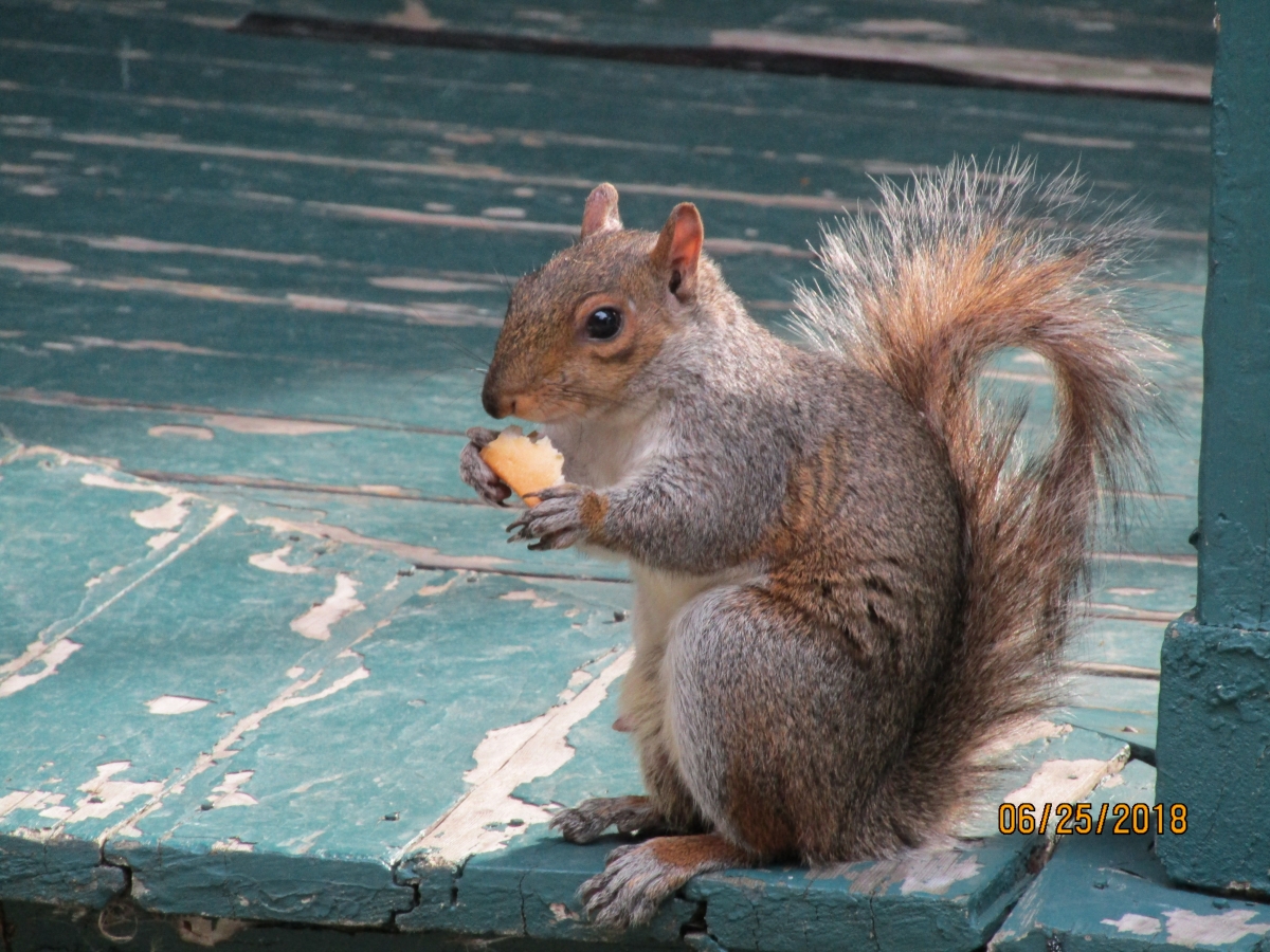 COMIENDO