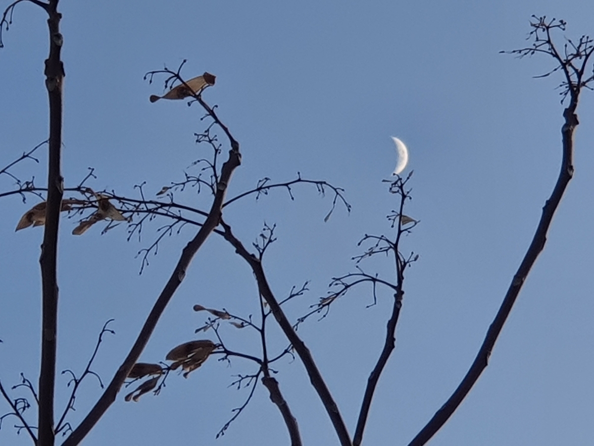 La luna creciente emerge de la Rama