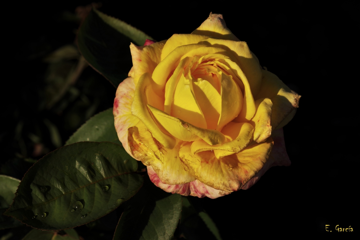 Rosa amarilla I