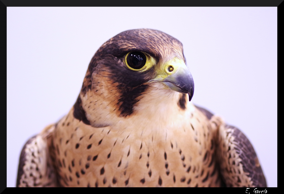 Halcn peregrino