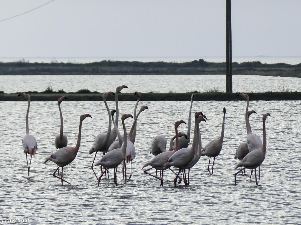 FLAMENCS