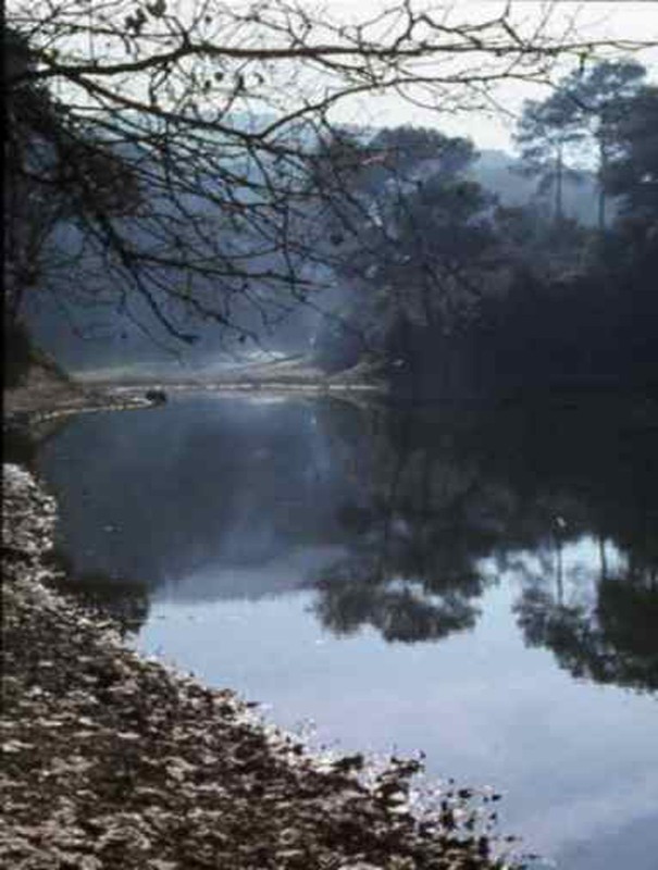 Reflejos