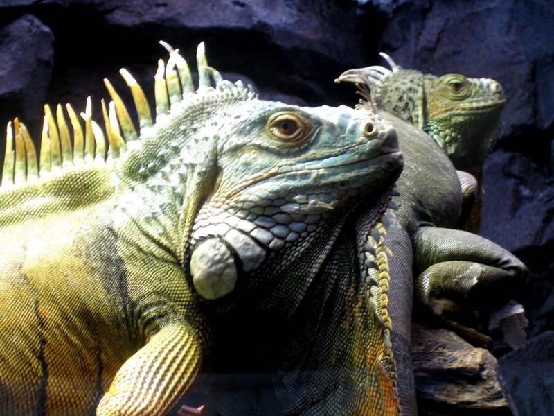 Iguanas