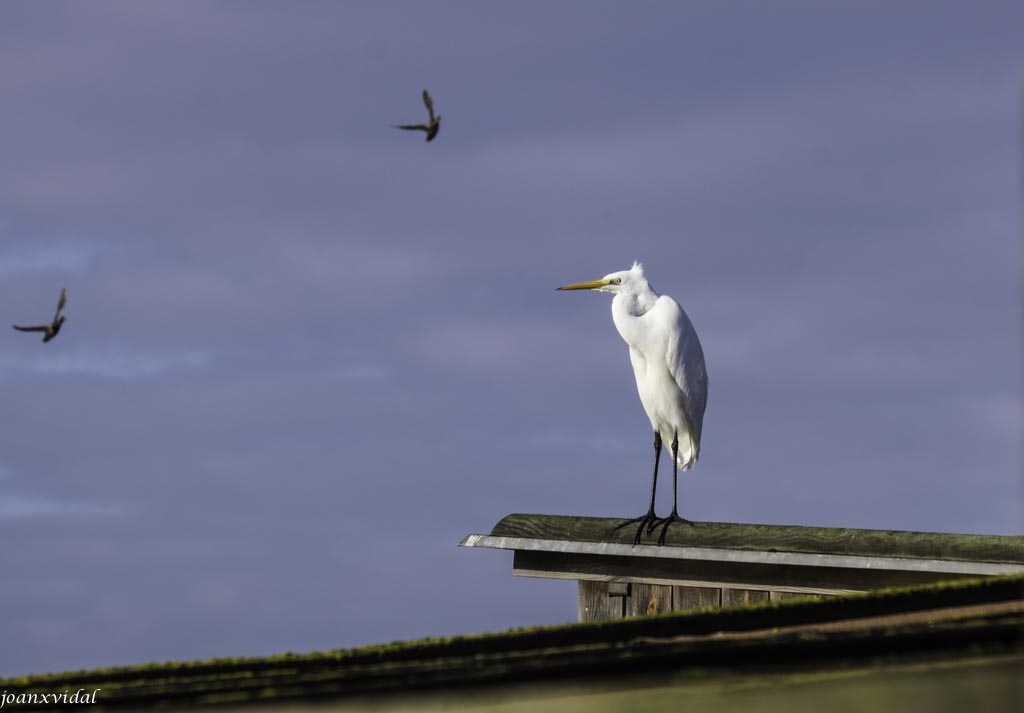 VIGILANT