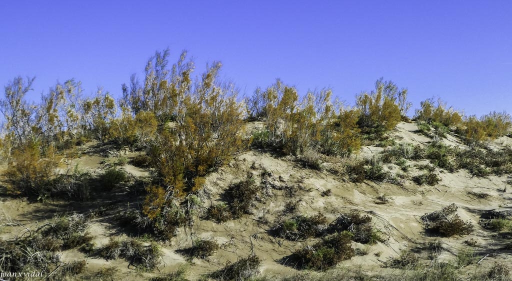 DUNES DE RIUMAR