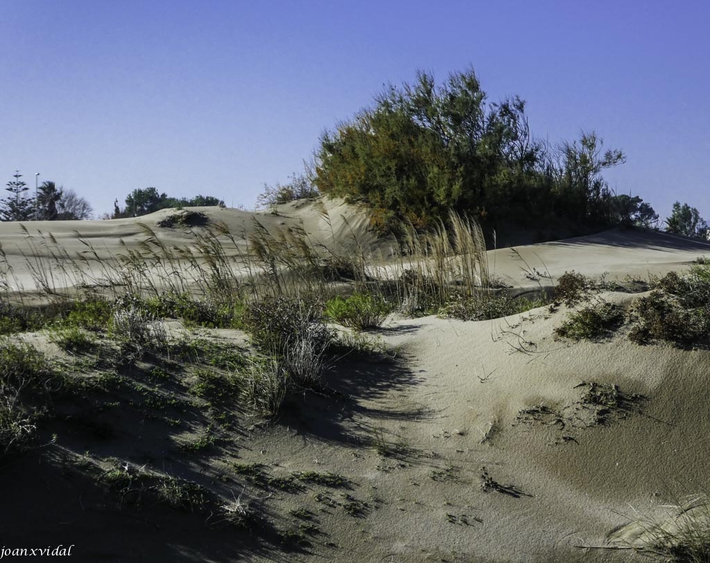 DUNES DE RIUMAR