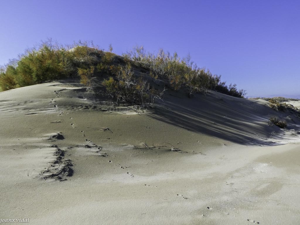 DUNES DE RIUMAR